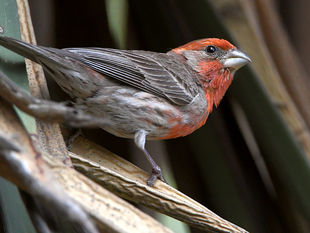 Finch.jpg