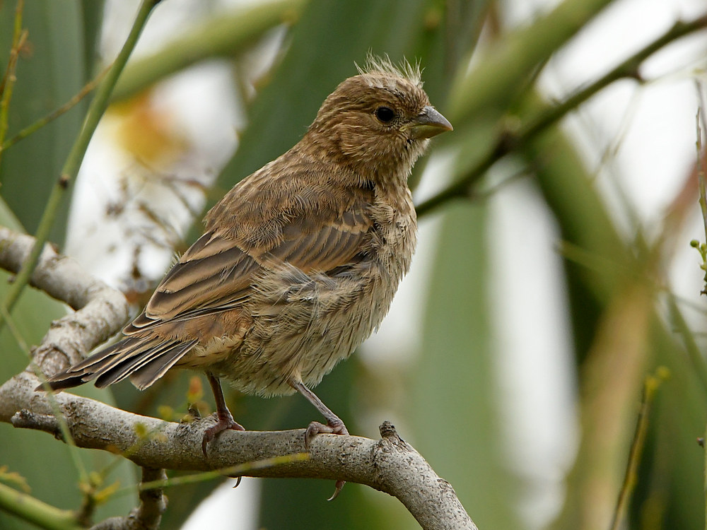 Finch.jpg