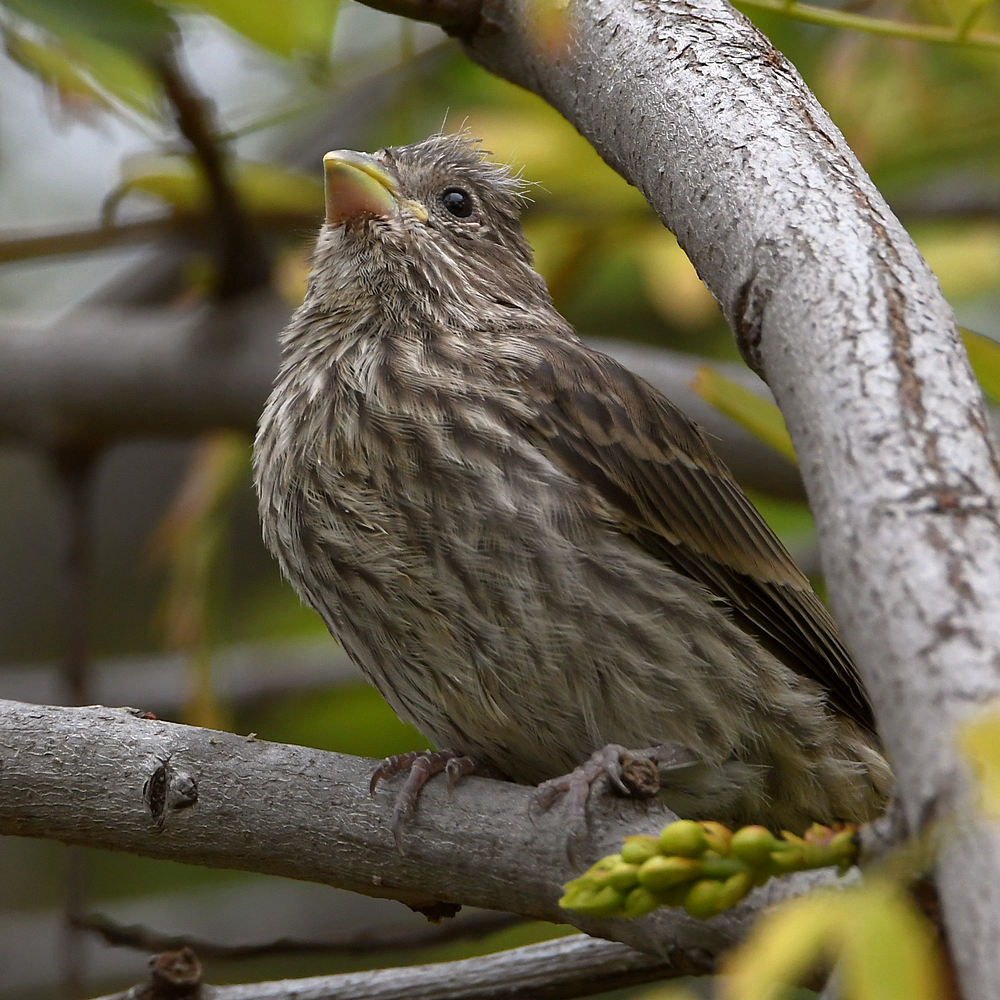 Finch.jpg