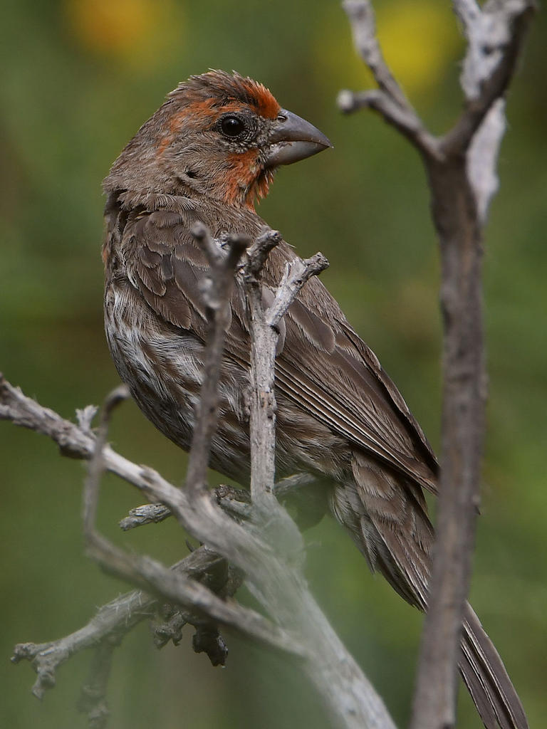 Finch.jpg