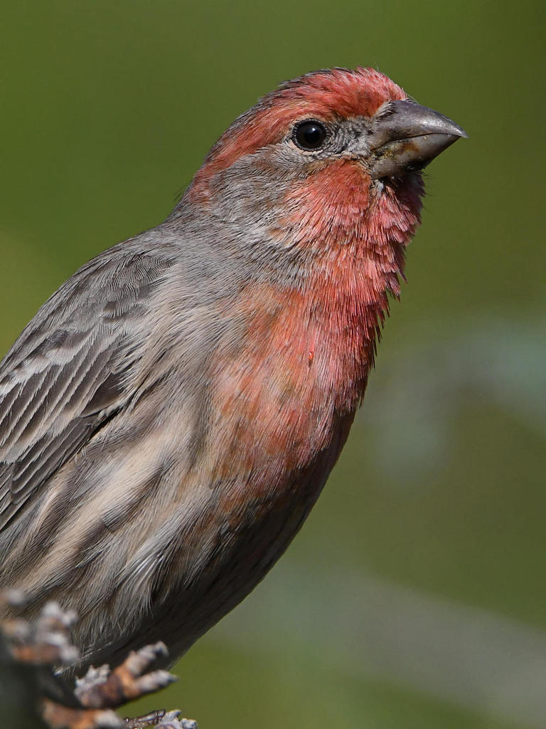 Finch.jpg