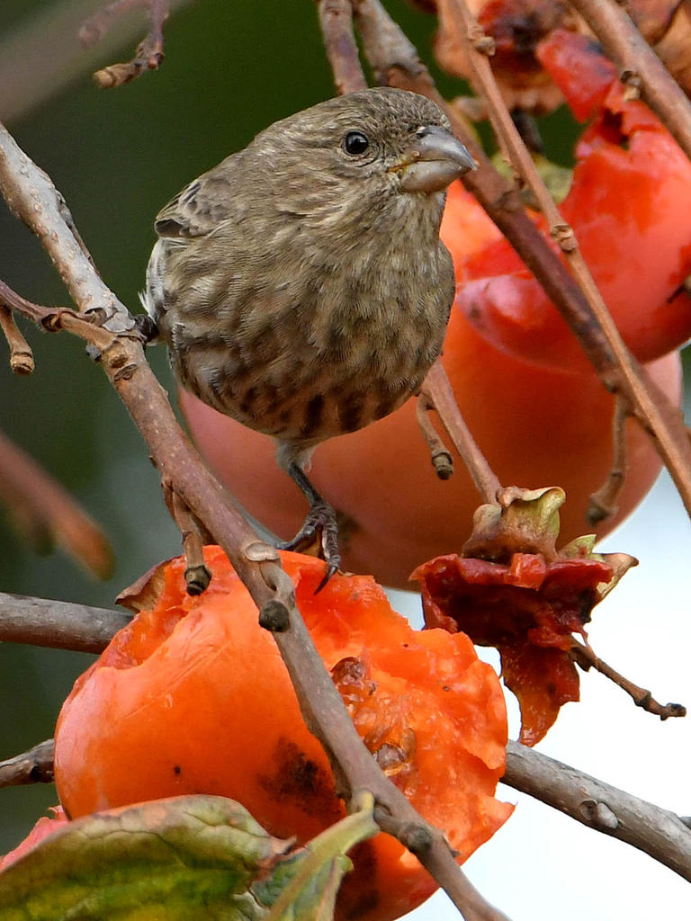 Finch.jpg