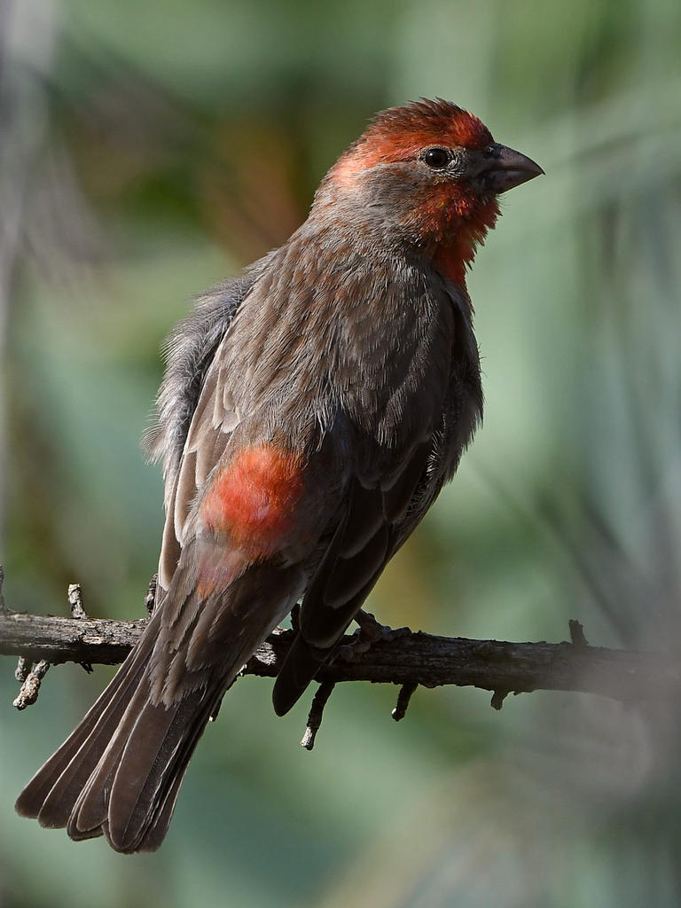 Finch.jpg
