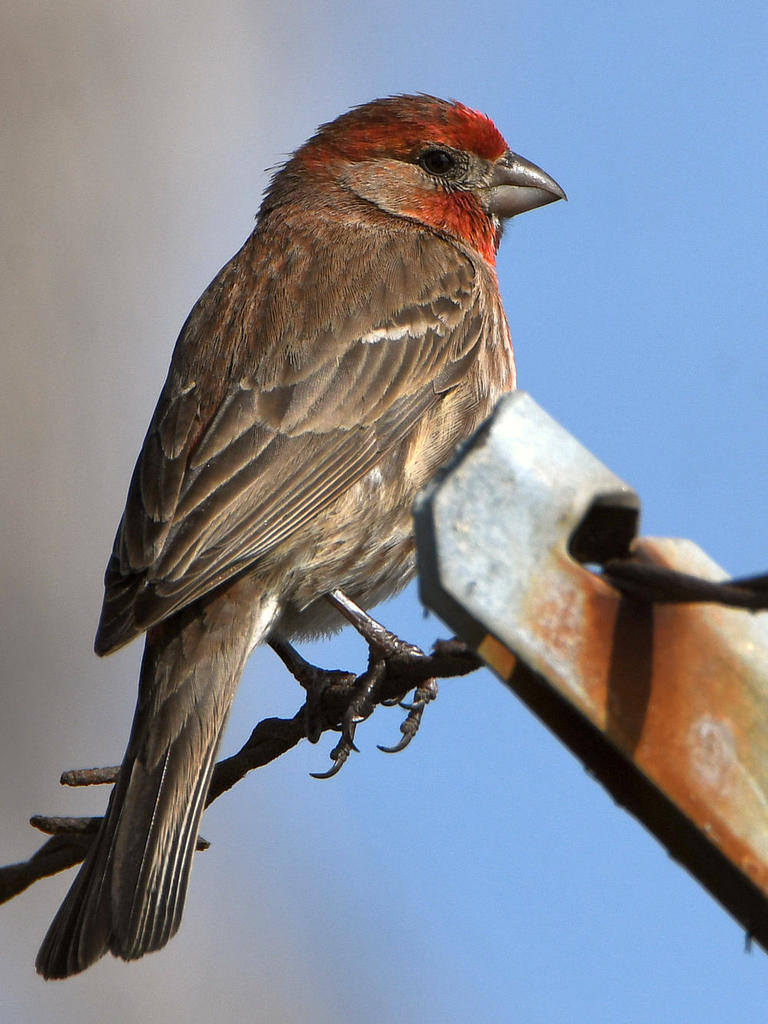 Finch.jpg