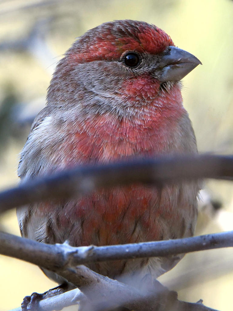 Finch.jpg
