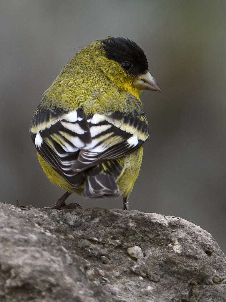 Finch.jpg