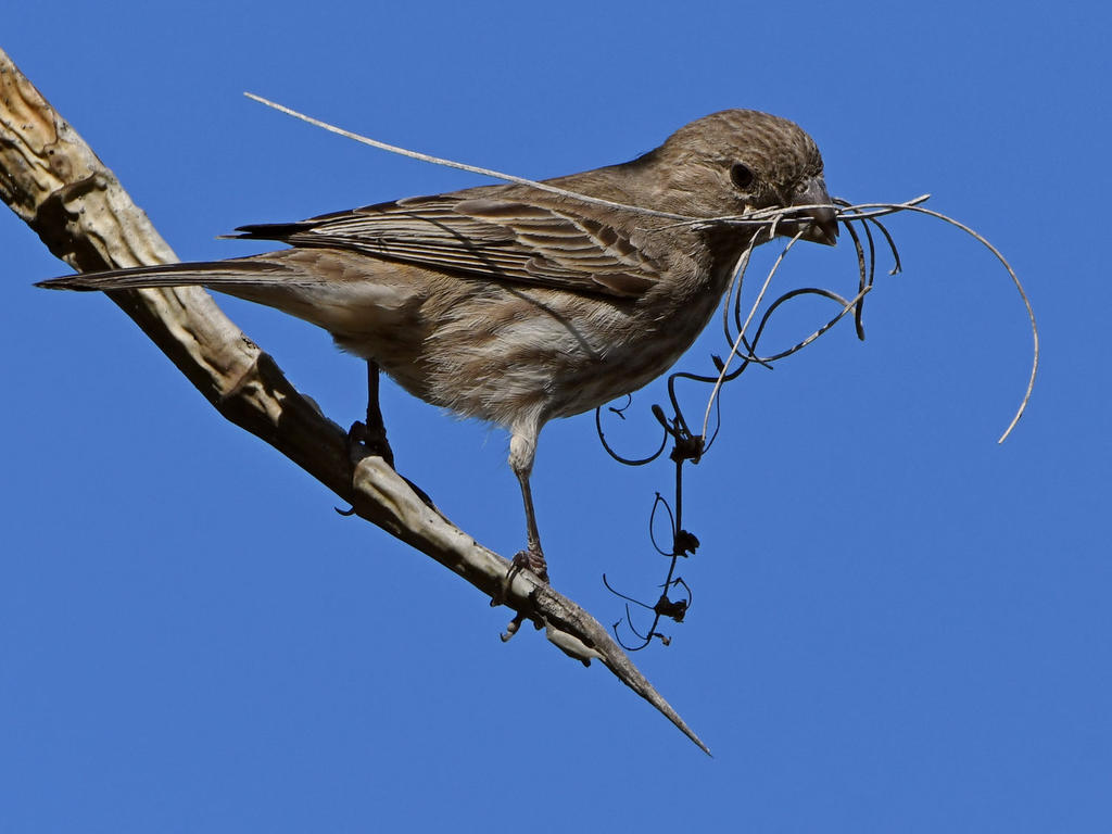 Finch.jpg