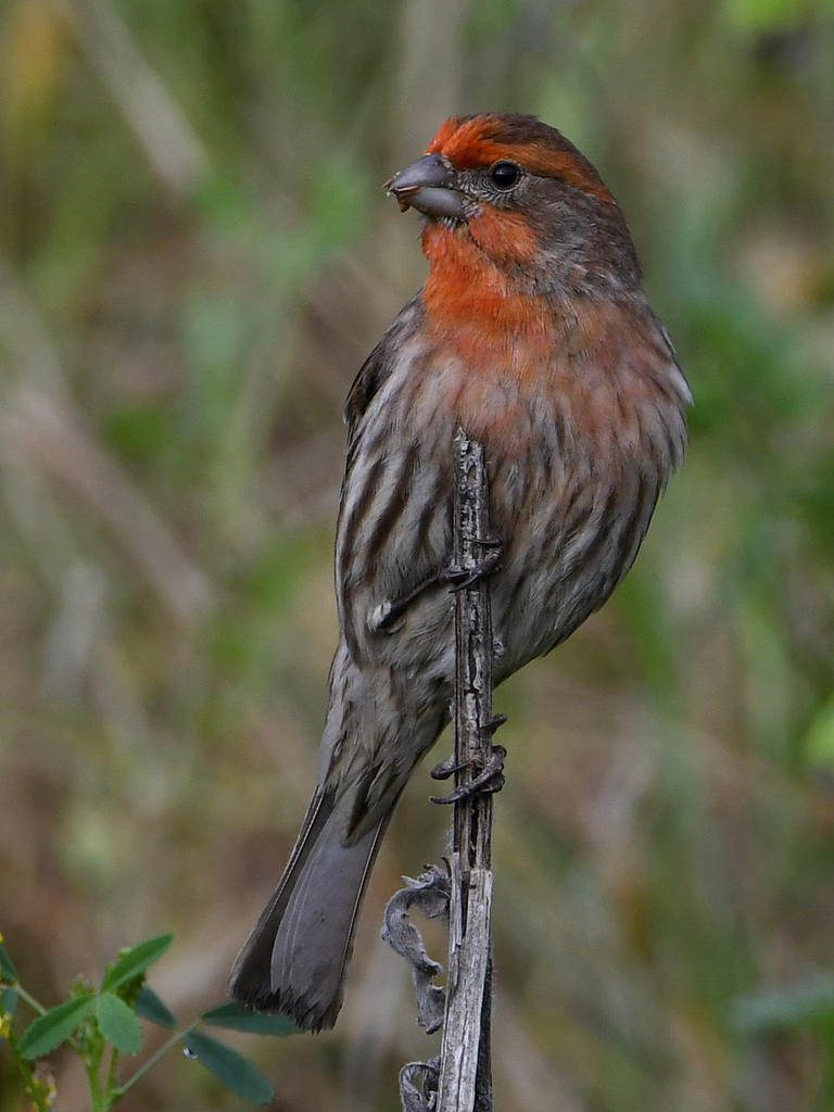 Finch.jpg