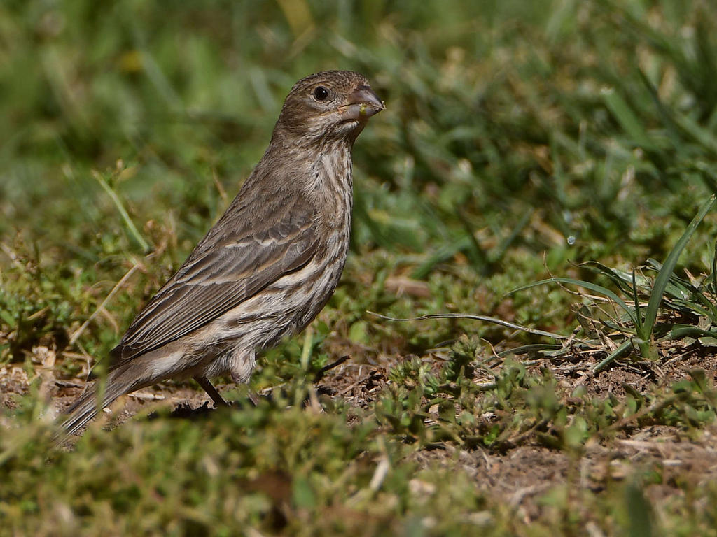Finch.jpg
