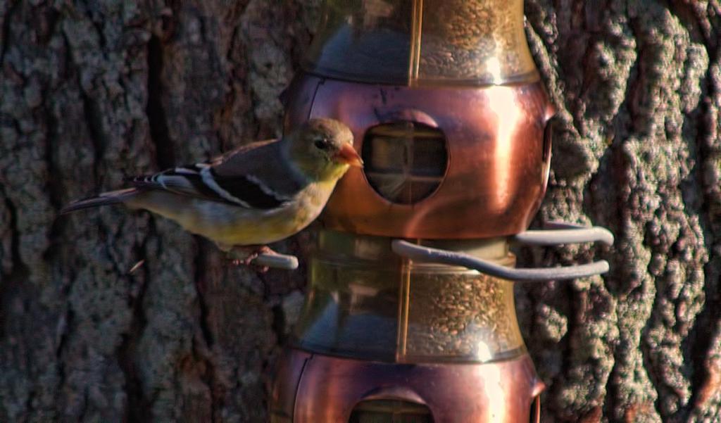 finch.jpg