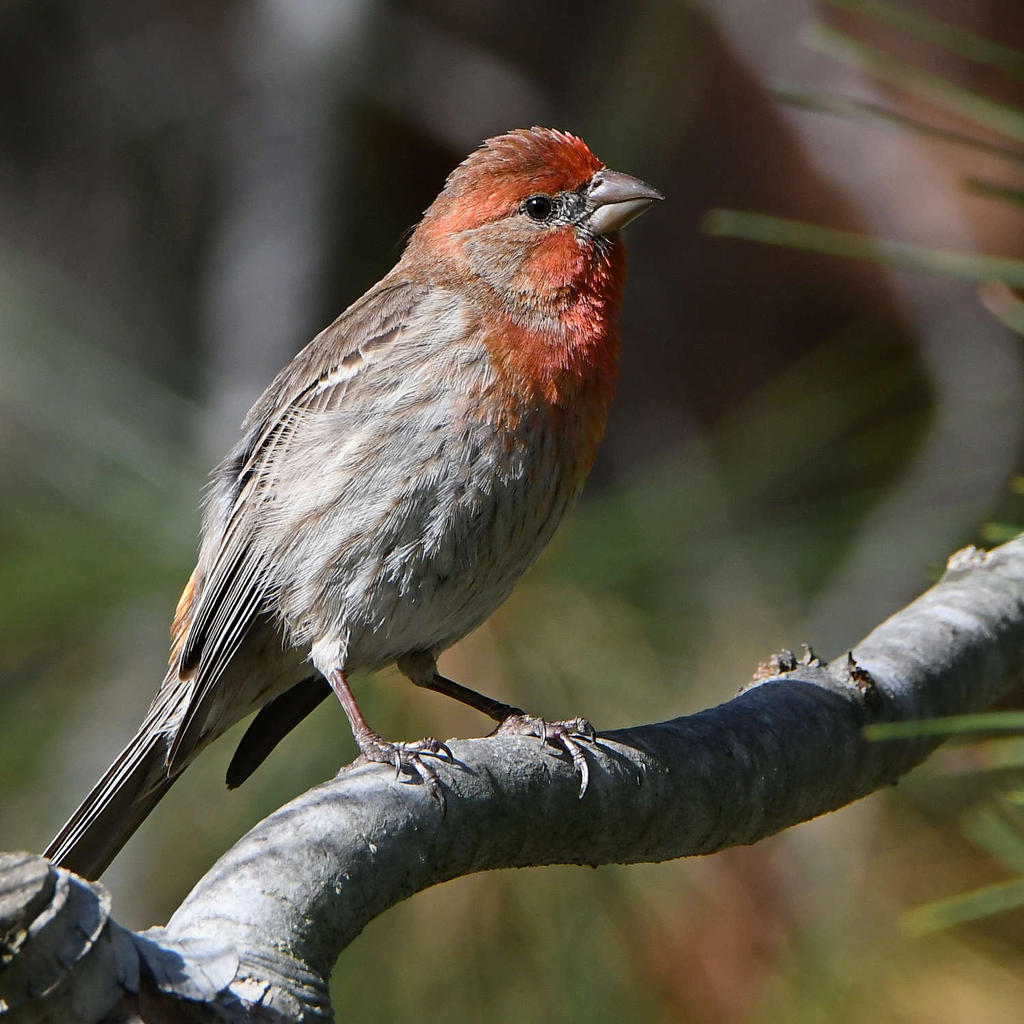 Finch.jpg