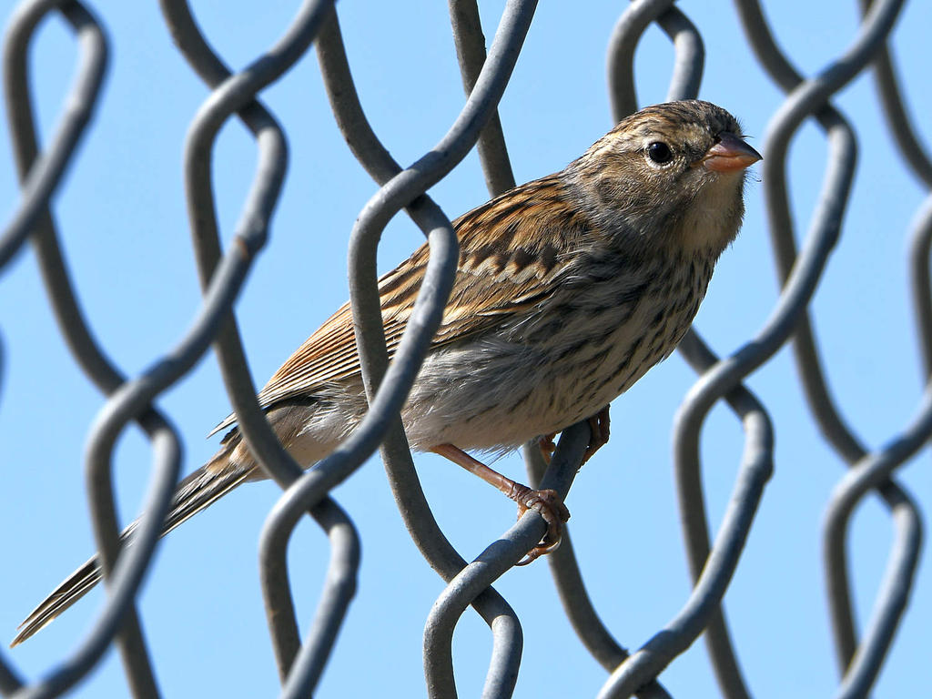 Finch.jpg
