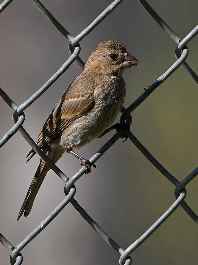 Finch.jpg