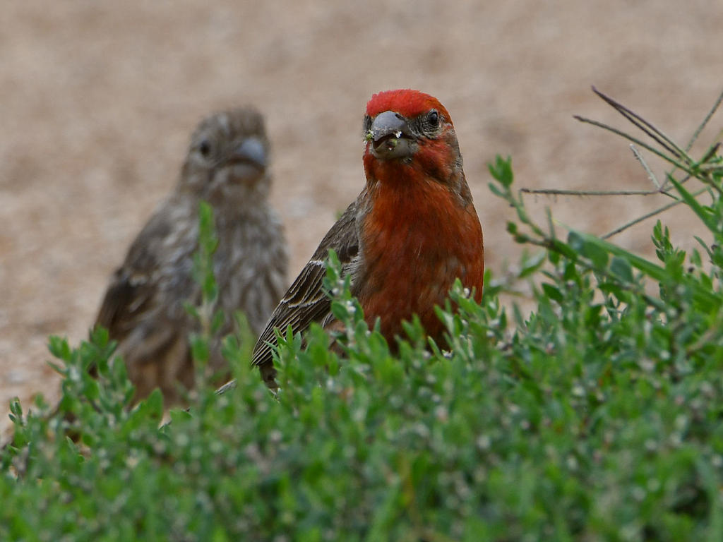 Finch.jpg
