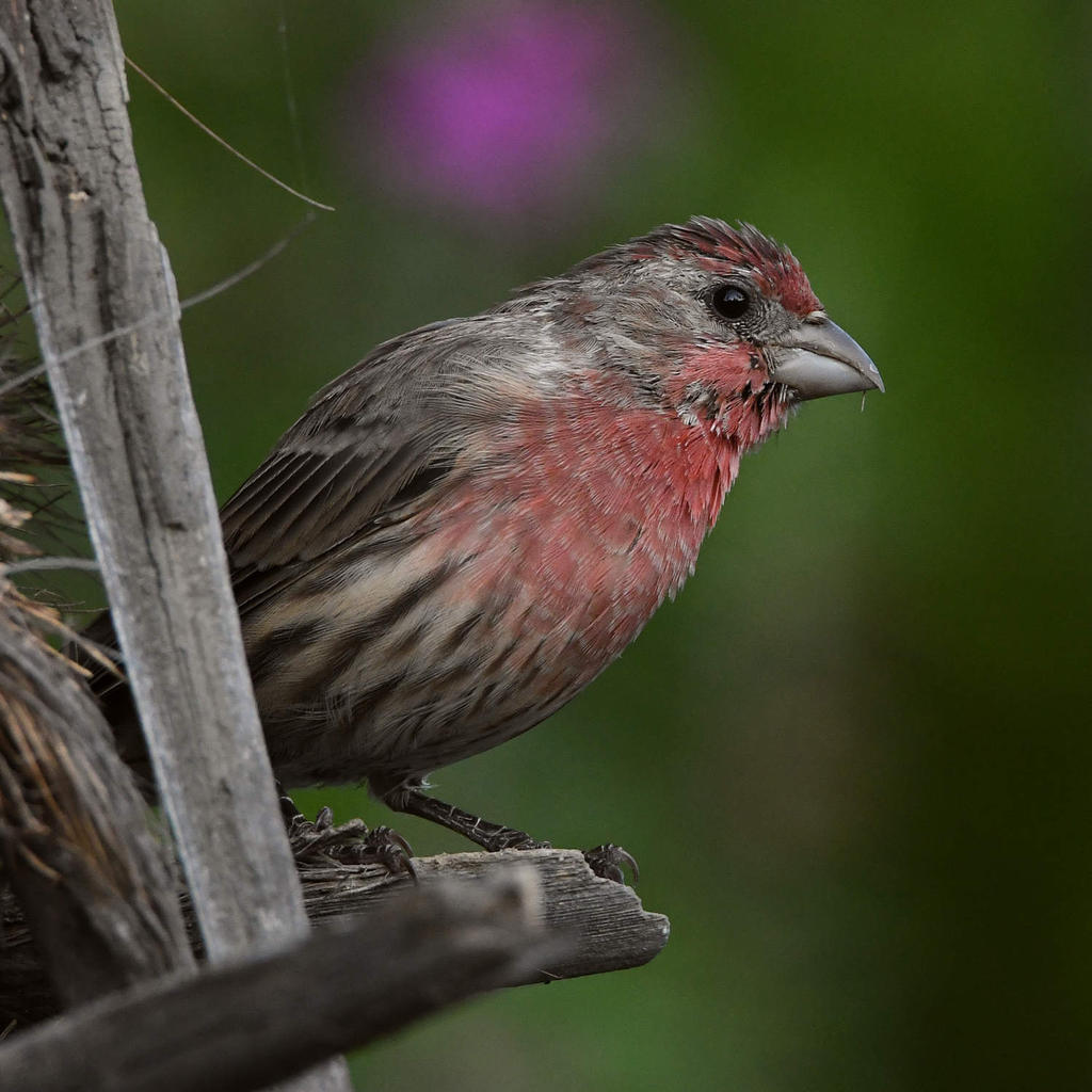 Finch.jpg