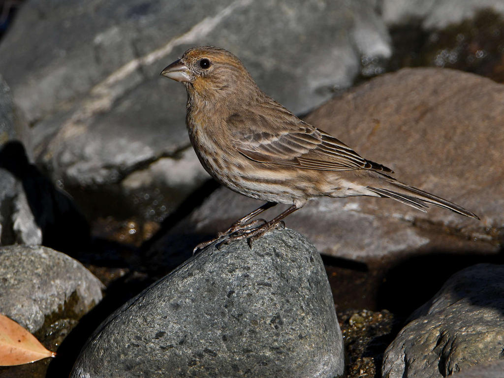 Finch.jpg