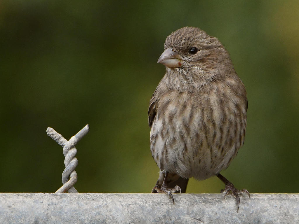 Finch.jpg