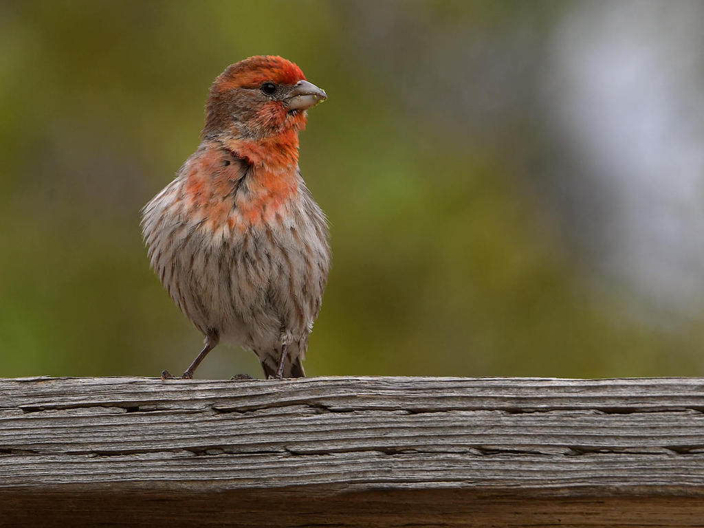 Finch.jpg