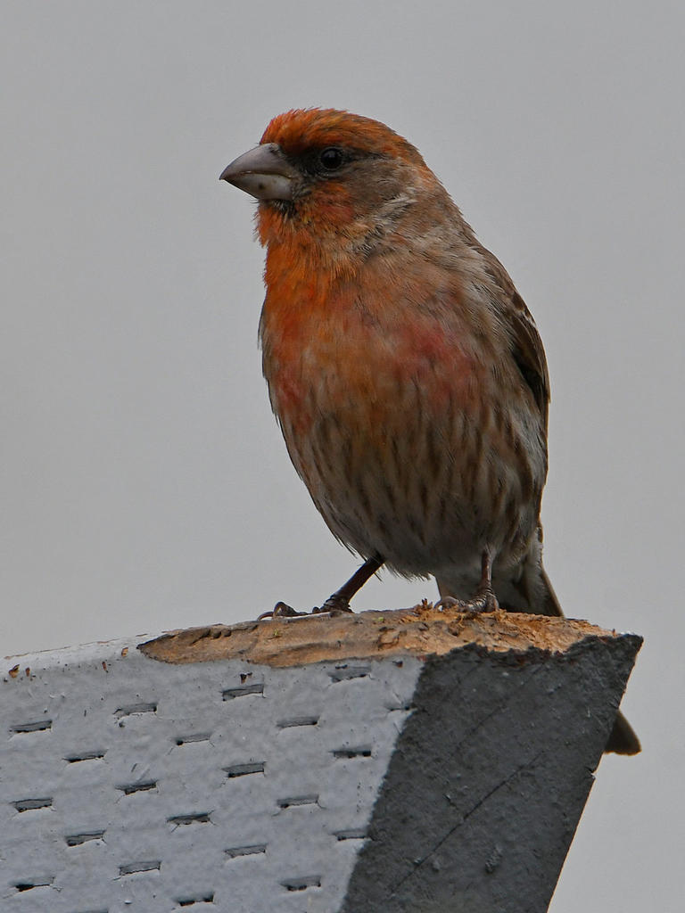Finch.jpg