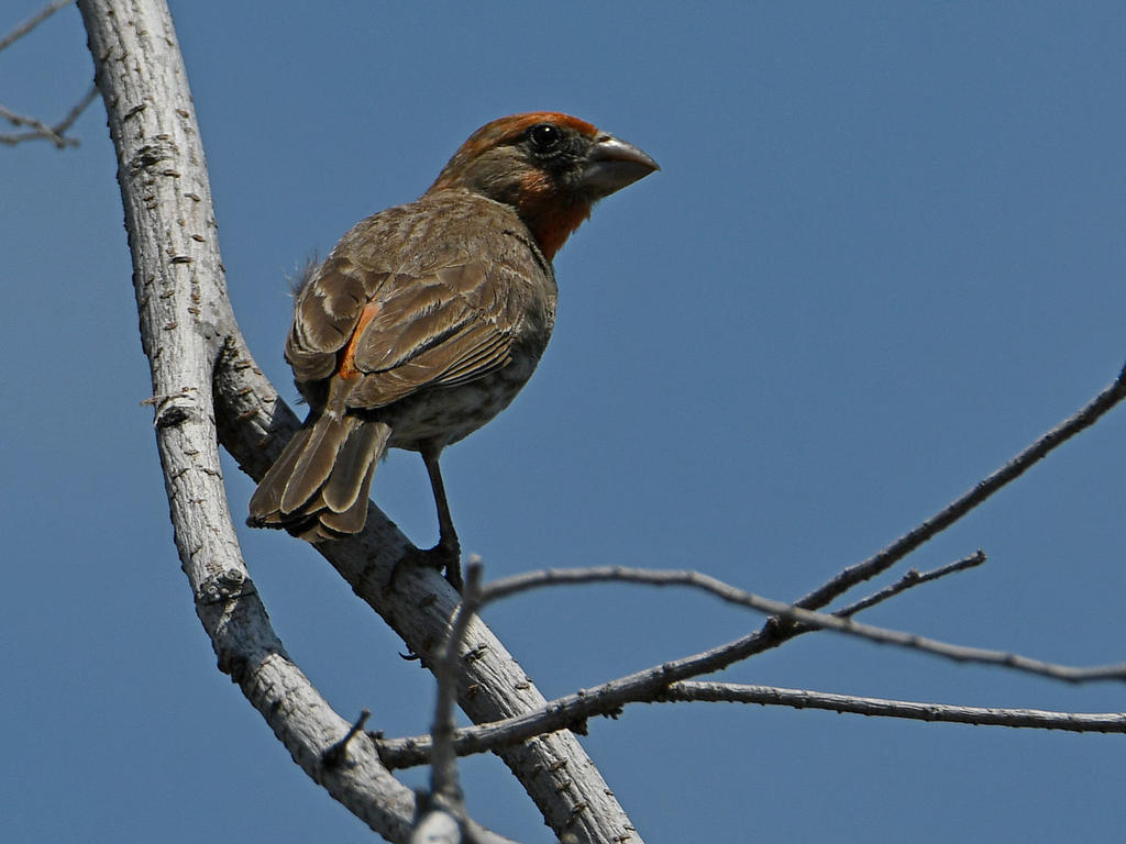 Finch.jpg