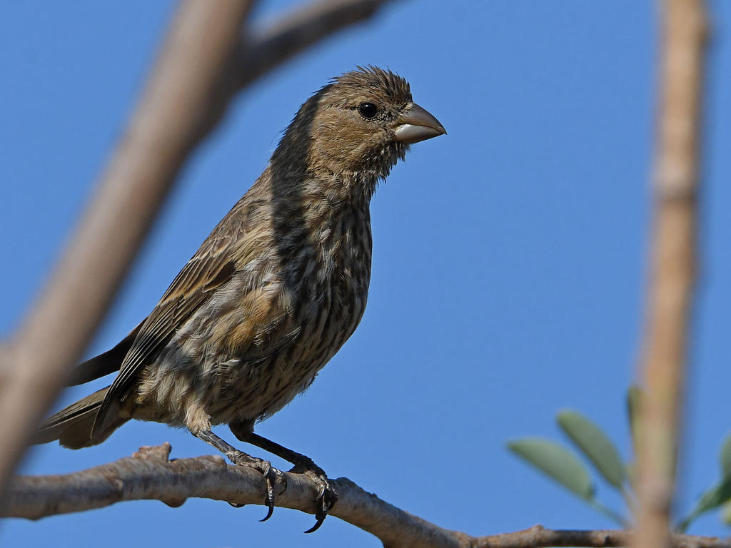 Finch.jpg