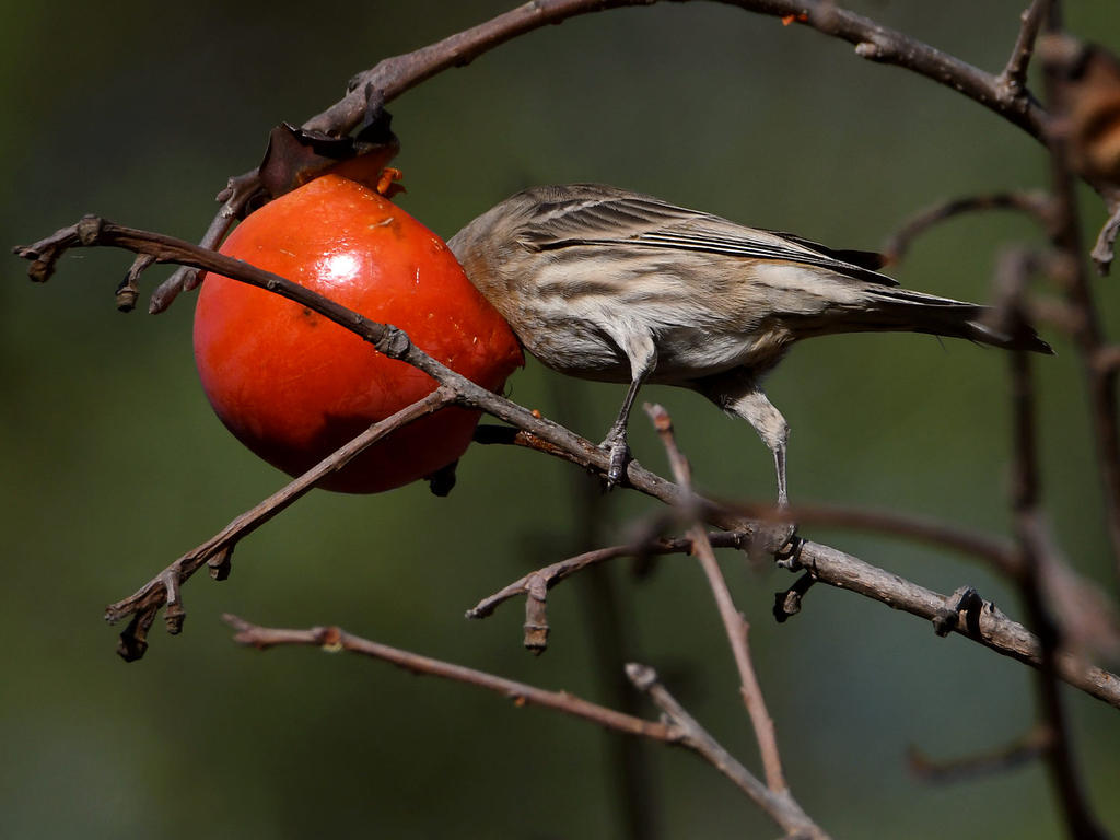 Finch.jpg