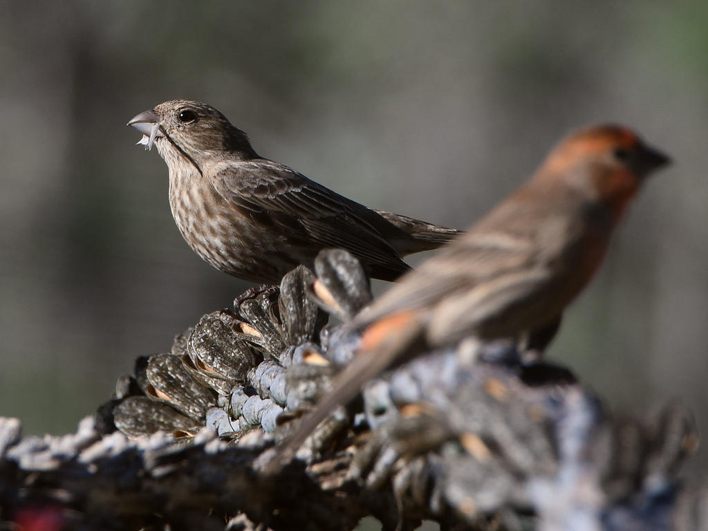 Finch.jpg
