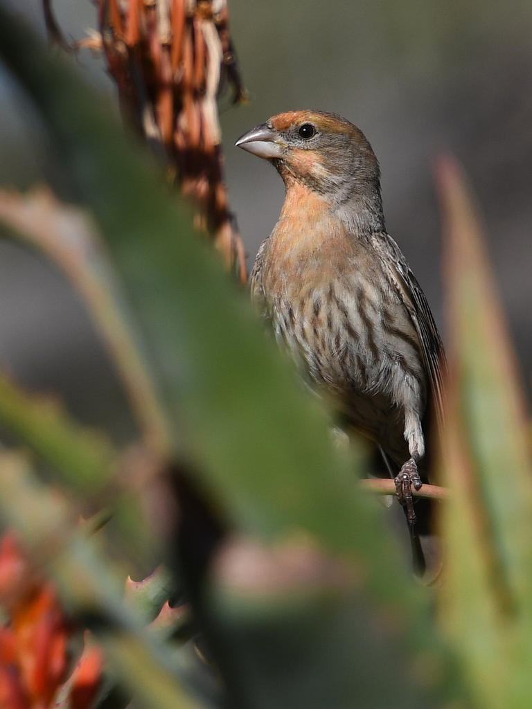 Finch.jpg