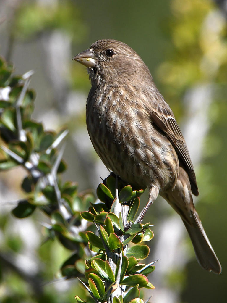 Finch.jpg