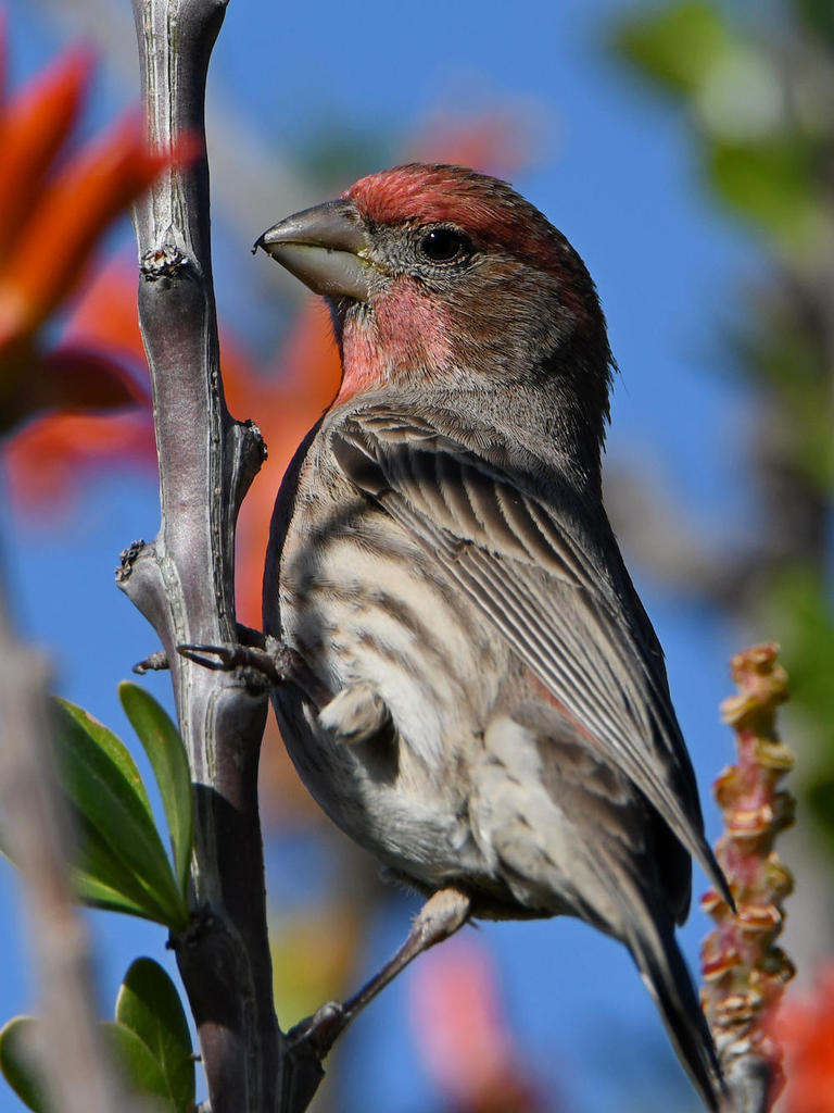 Finch.jpg