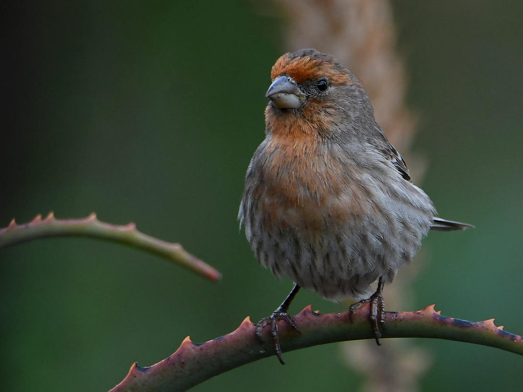 Finch.jpg