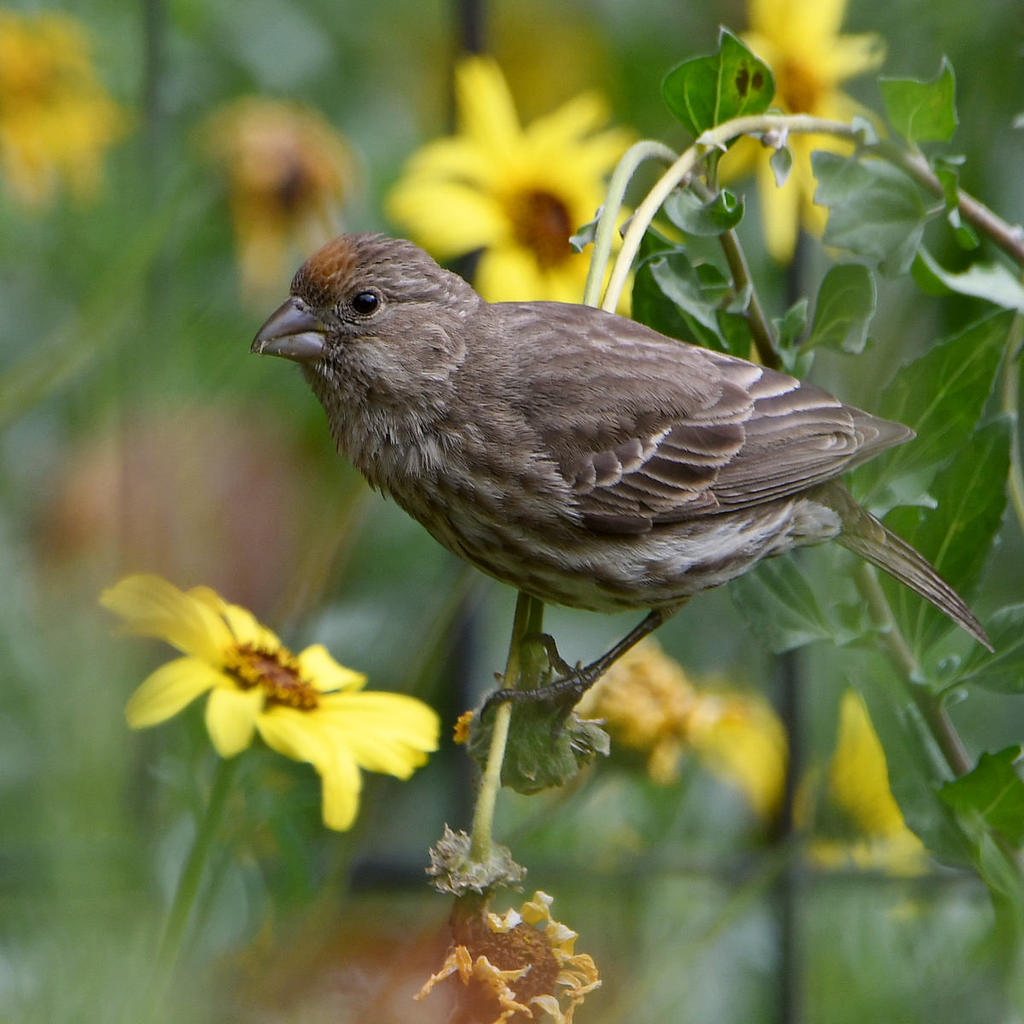 Finch.jpg
