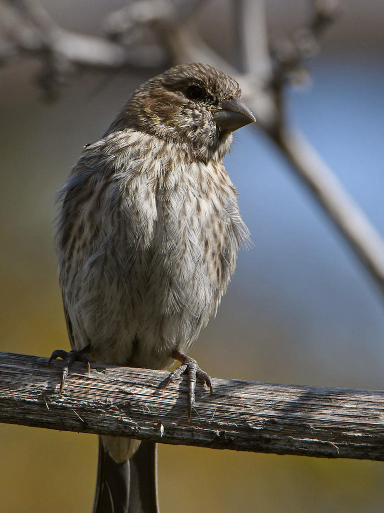 Finch.jpg
