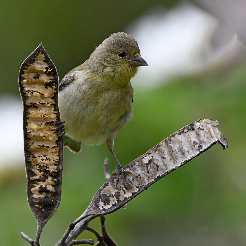 Finch.jpg