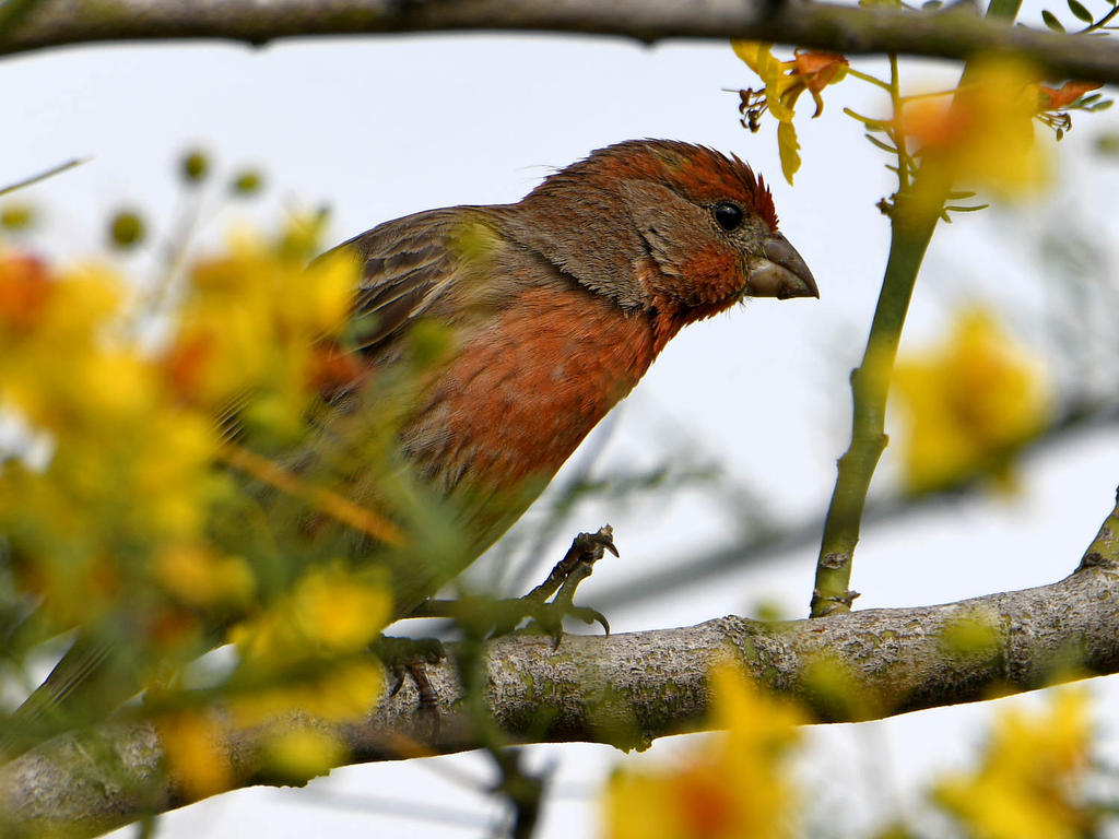 Finch.jpg