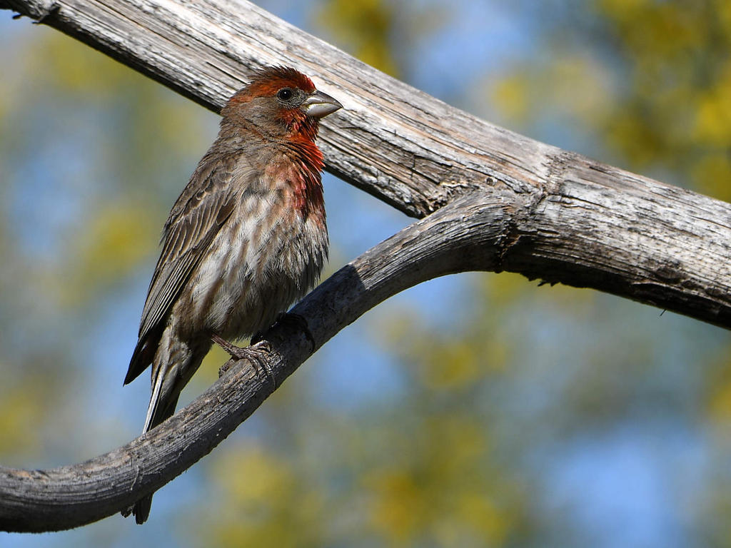Finch.jpg