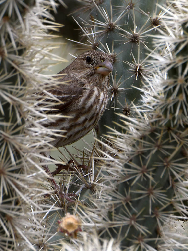 Finch.jpg