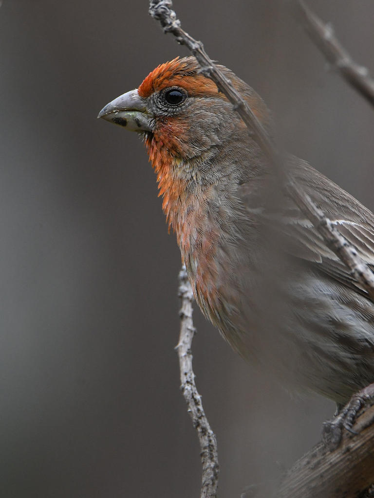 Finch.jpg