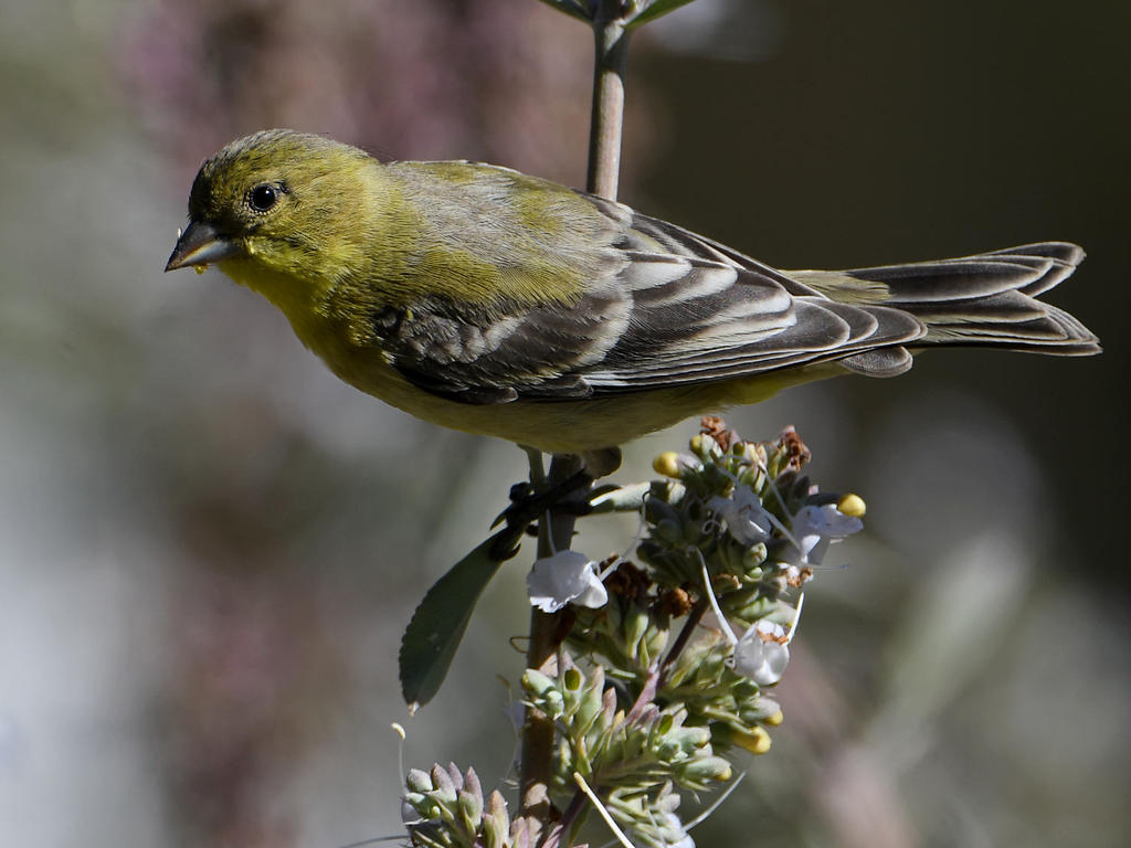 Finch.jpg