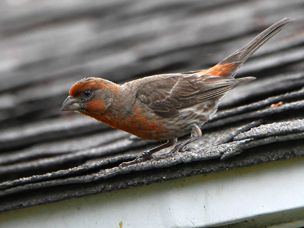 Finch.jpg