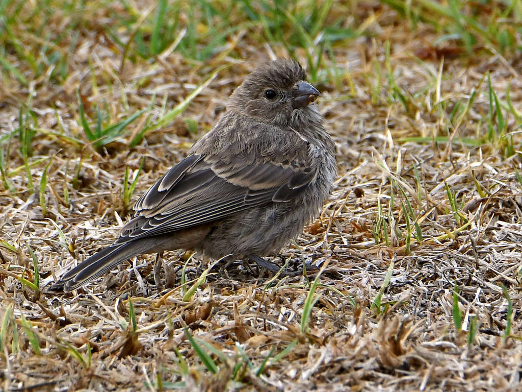 Finch.jpg