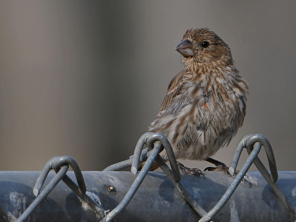 Finch.jpg