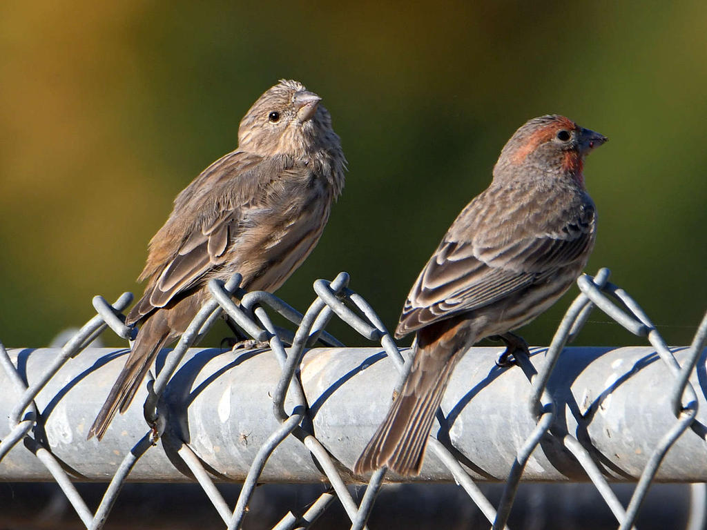 Finch.jpg