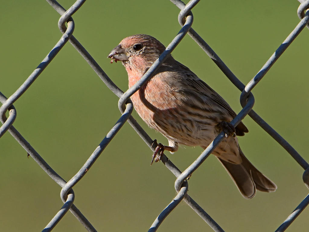 Finch.jpg