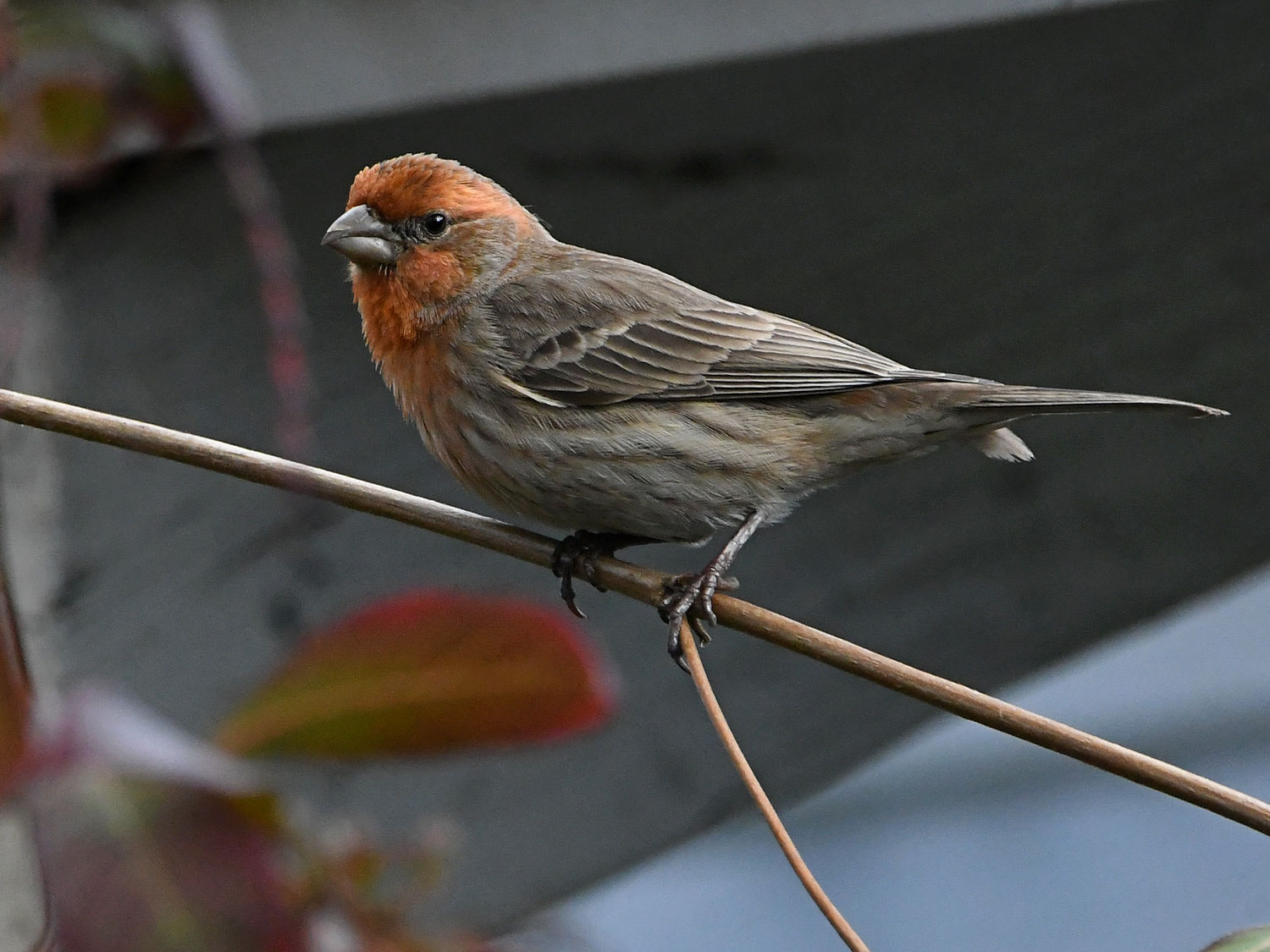 Finch.jpg