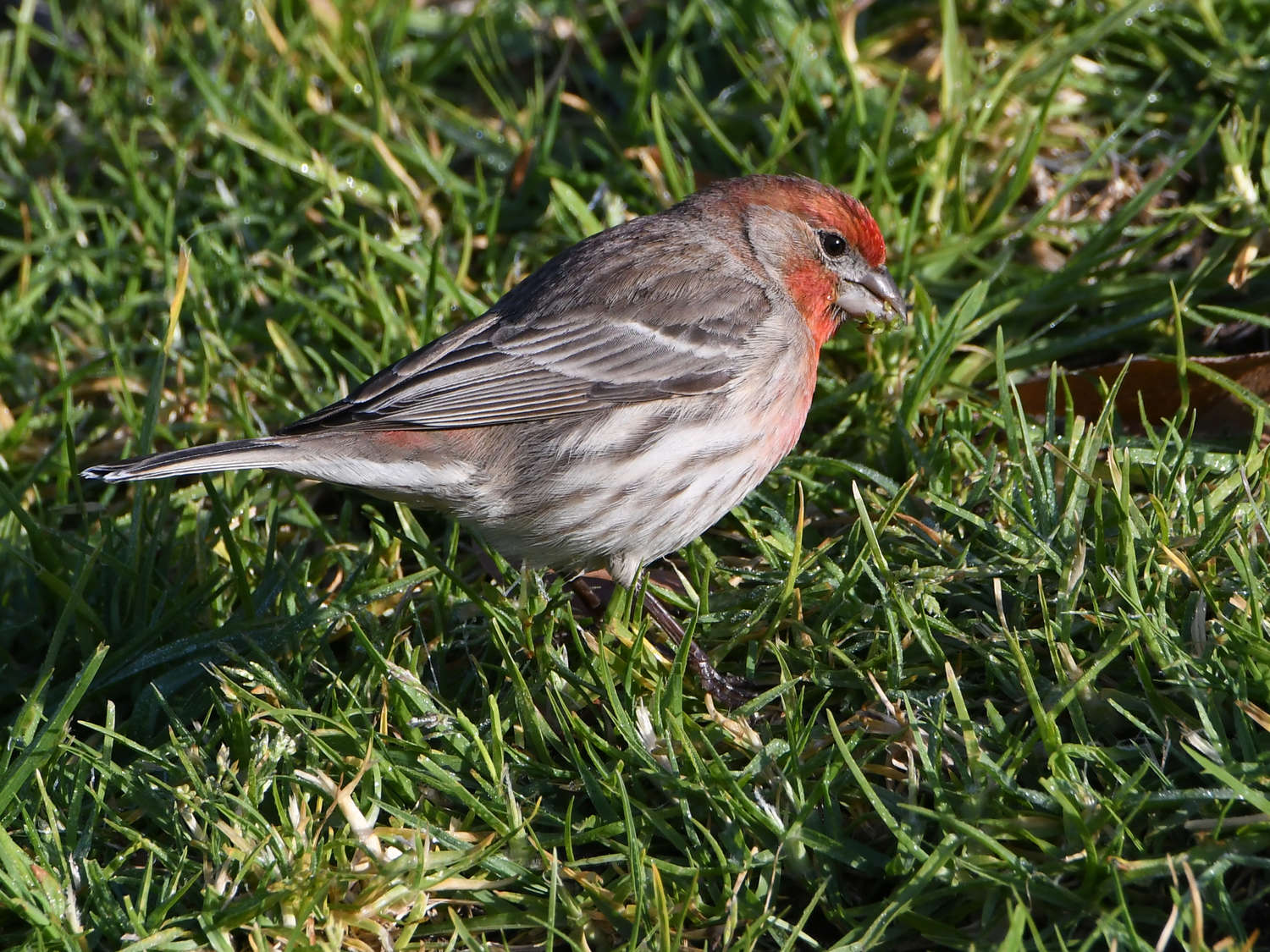 Finch.jpg