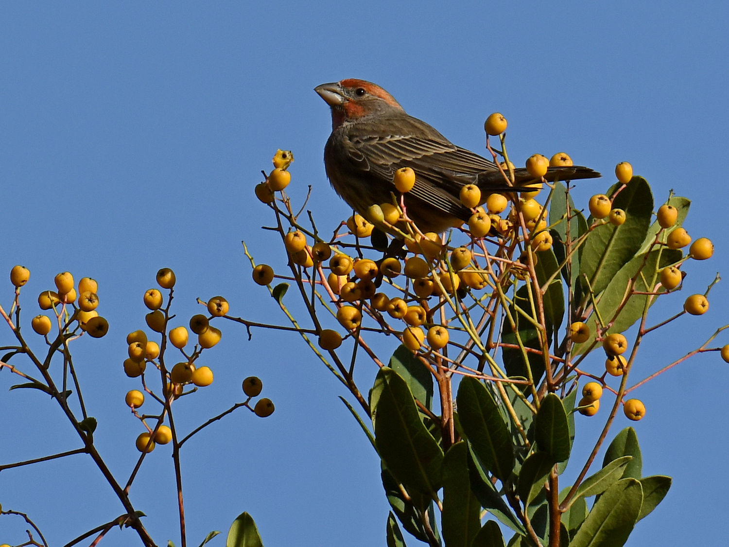 Finch.jpg