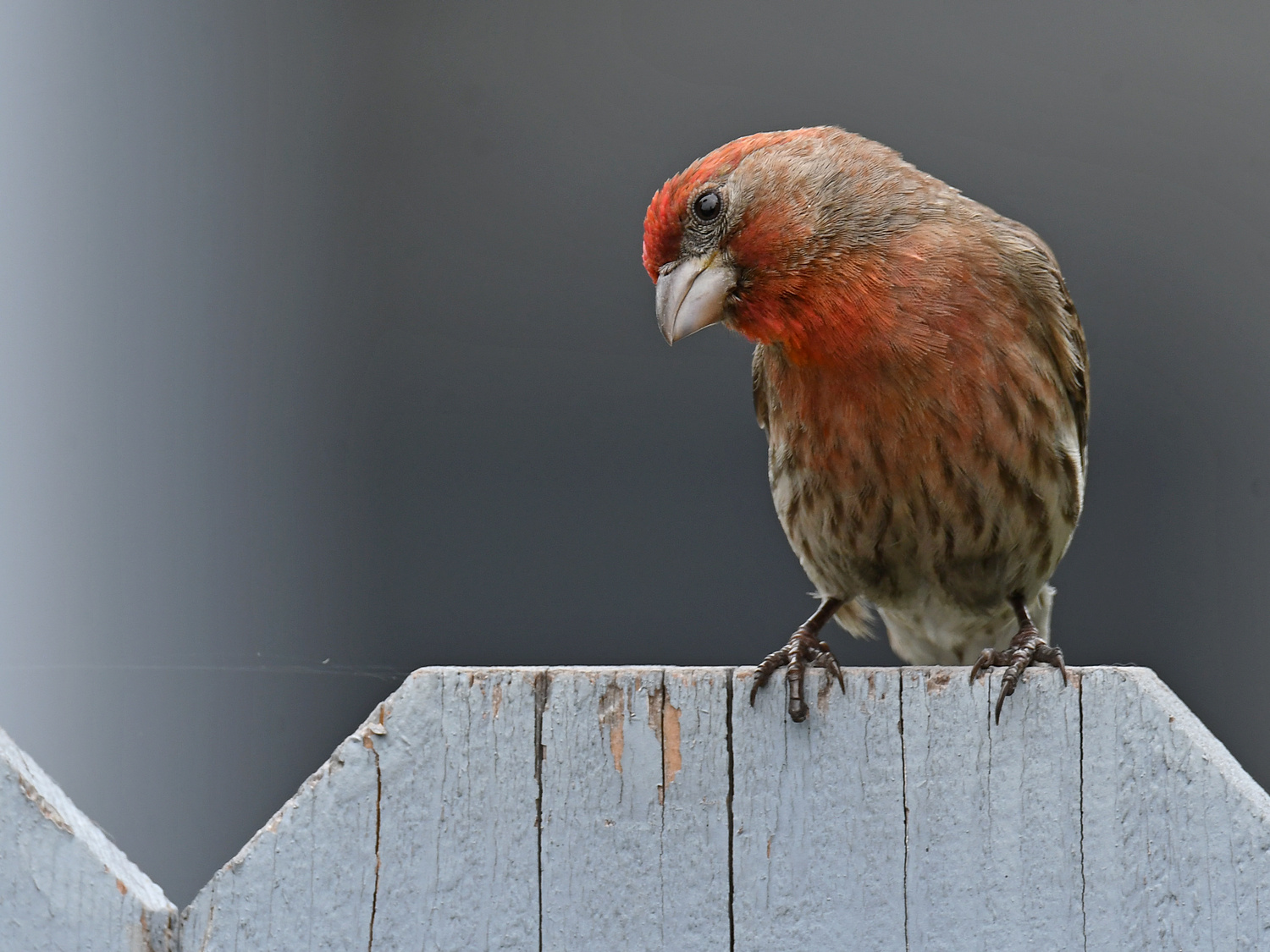 Finch.jpg