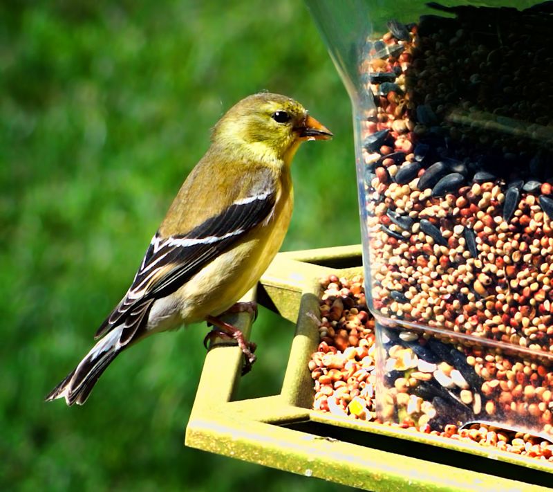 finch.jpg
