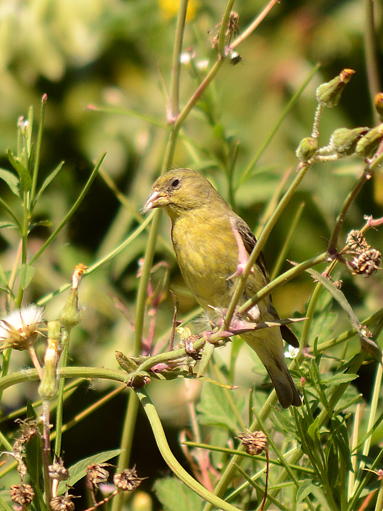 Finch.jpg
